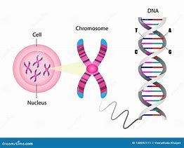 Image result for DNA Gene Chromosome Cell