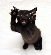 Image result for Cat Showing Claws