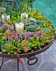 Image result for Succulent Gardening
