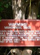 Image result for Manchinell