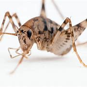 Image result for Cave Cricket Concept Art