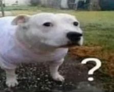 Image result for Confused Dog Meme ID