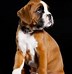 Image result for Cute Boxer Puppy