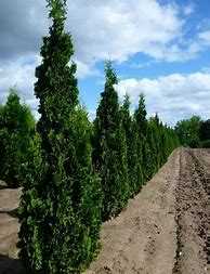 Image result for Thuja occidentalis Degroots Spire
