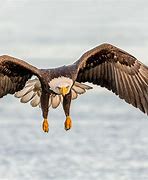 Image result for Eagle Birds Flying