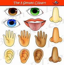 Image result for Five Senses ClipArt