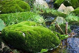 Image result for Hardy Moss