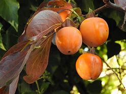 Image result for Heirloom Fruits