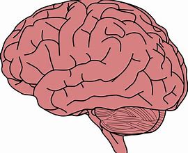 Image result for Drawing of Human Brain