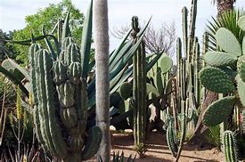 Image result for Mexico Cactus Forest