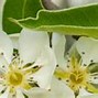 Image result for Pyrus communis Gieser Wildeman