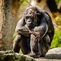 Image result for Ape Trying to Survive