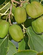 Image result for Actinidia arguta Domino