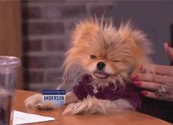 Image result for Cutest Dog in the World Magazine