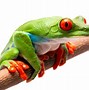 Image result for Tree Frogs