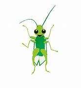 Image result for Cricket Love Insect Cartoon