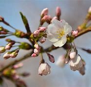 Image result for American Cherry Tree