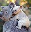Image result for Albino Koala
