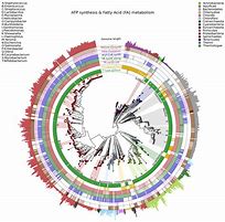 Image result for What Data Supports Evolution