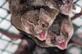 Image result for Vampire Bat Feeding