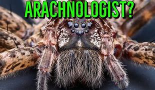 Image result for Brumer Megabi French Arachnologist