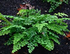 Adiantum venustum に対する画像結果