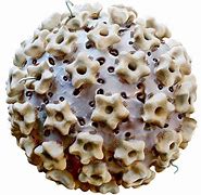 Image result for Human Papillomavirus Infection Pictures