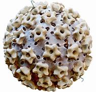 Image result for Human Papillomavirus HPV Signs and Symptoms