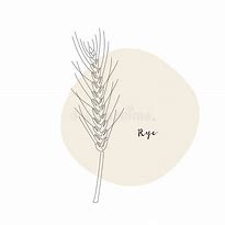 Image result for Rye Grain Vector