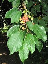 Image result for Prunus avium Koningskers