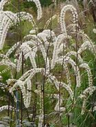 Image result for Actaea Queen of Sheba