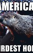 Image result for Florida Groundhog Day Meme