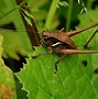 Image result for Do Crickets