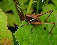 Image result for Aninme Crickets