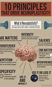 Image result for Neuroplasticity Infographic