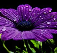 Image result for Purple Fall Flowers Wallpaper