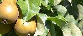 Image result for Pyrus communis *in soorten*