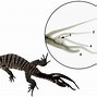 Image result for Head Shape Tail Lizard