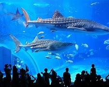 Image result for Japan Sea Aquarium