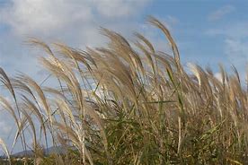Image result for Miscanthus sacchariflorus