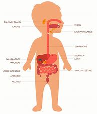 Image result for Human Body Digestive System Worksheets