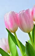 Image result for Pastel Tulips Pics