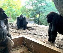 Image result for Oldest Gorilla in Atlanta Zoo