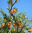 Image result for Hamlin Sweet Orange Tree