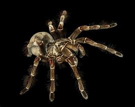 Image result for Birdeater Spider