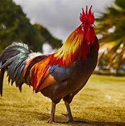 Image result for Rooster HD Images