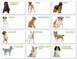 Image result for Dog Breeds and Names
