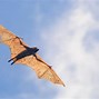 Image result for Biggest Bat Documented