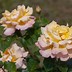 Image result for Hybrid Tea Rose Varieties