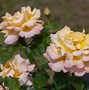 Image result for Fragrant White Hybrid Tea Rose